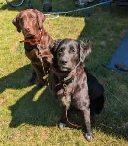 Allie and Griffon Dogs meet the team